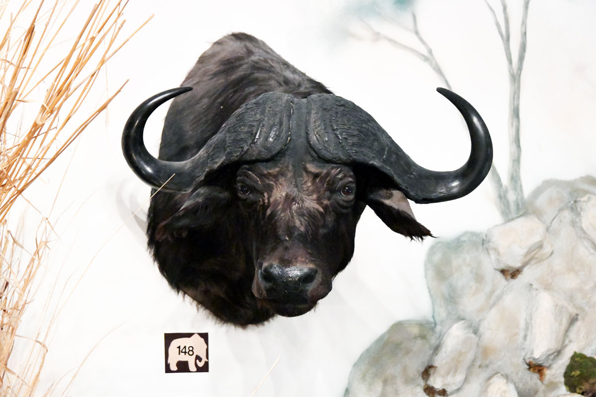165 The Cape Buffalo is one of hte most ferocious animals of Africa.JPG